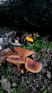 Lactarius rufulus image