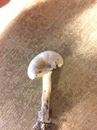 Clitocybe fragrans image