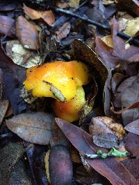 Hygrocybe acutoconica image