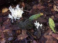 Clavaria fragilis image