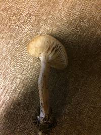 Clitocybe fragrans image