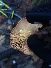 Lactarius xanthogalactus image