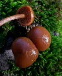 Laccaria laccata image