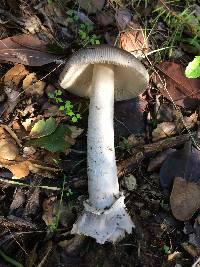 Amanita vaginata image