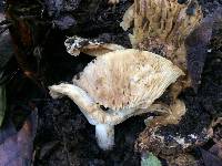 Russula brevipes image