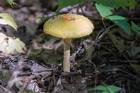 Amanita muscaria var. guessowii image