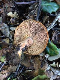 Lactarius rubrilacteus image