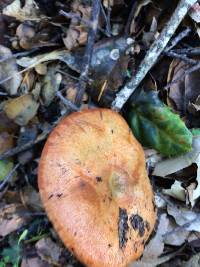 Lactarius rubrilacteus image