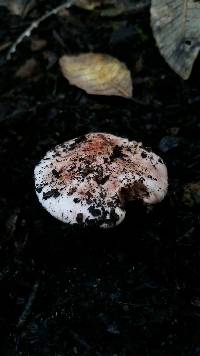 Hygrophorus russula image