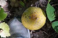 Amanita muscaria var. guessowii image