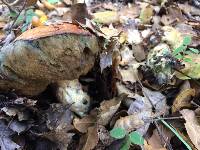 Leccinum manzanitae image