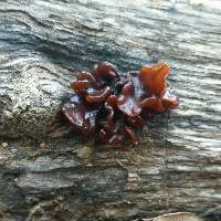 Tremella foliacea image