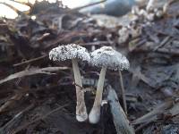 Coprinopsis lagopus image