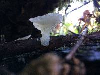 Pseudohydnum gelatinosum image