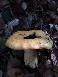 Lactarius alnicola image