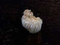 Hericium erinaceus image