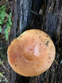 Lactarius xanthogalactus image