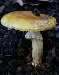 Amanita augusta image