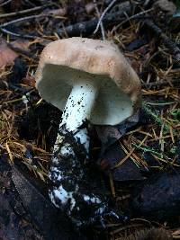 Leucopaxillus gentianeus image