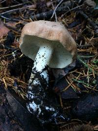 Leucopaxillus gentianeus image