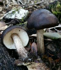 Pluteus cervinus image