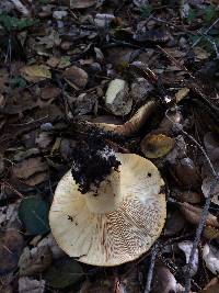 Lactarius alnicola image