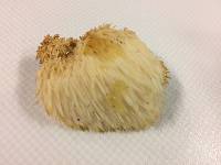 Hericium erinaceus image