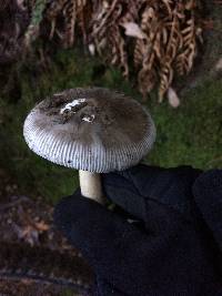 Amanita vaginata image