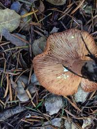 Lactarius xanthogalactus image