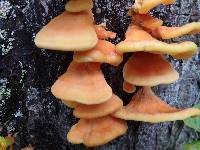 Laetiporus conifericola image