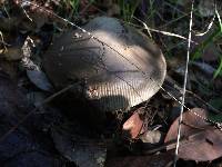 Amanita vaginata image