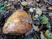 Leccinum manzanitae image