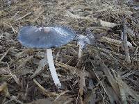 Coprinopsis cinerea image