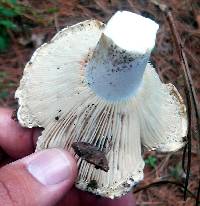 Russula brevipes image