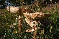 Macrolepiota procera var. procera image