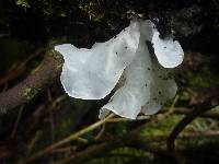 Tremella fuciformis image