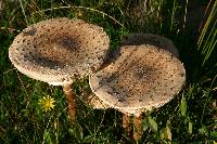 Macrolepiota procera var. procera image