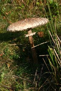 Macrolepiota procera var. procera image