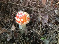 Amanita muscaria image