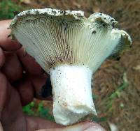 Russula brevipes image