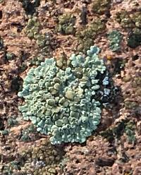 Lecanora muralis image