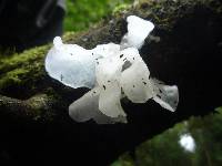 Tremella fuciformis image