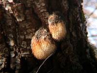 Hericium erinaceus image