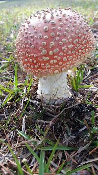 Amanita muscaria image