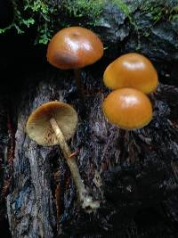 Galerina marginata image