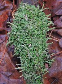 Cladonia coniocraea image