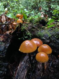 Galerina marginata image