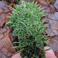 Cladonia coniocraea image