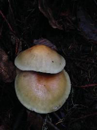 Hypholoma capnoides image