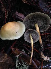 Hypholoma capnoides image